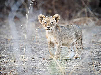 Robin Pope Safaris: Löwenbaby - 3 Monate alt