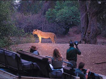 Robin Pope Safaris: Löwin beim Night Drive