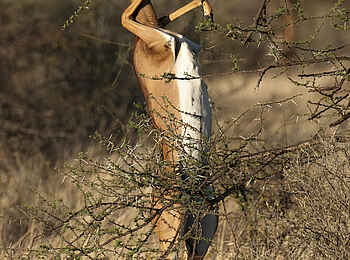 Saruni Samburu: Gerenuk