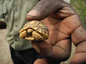 Serian's Serengeti Mobile Kusini Camp: Schildkröte