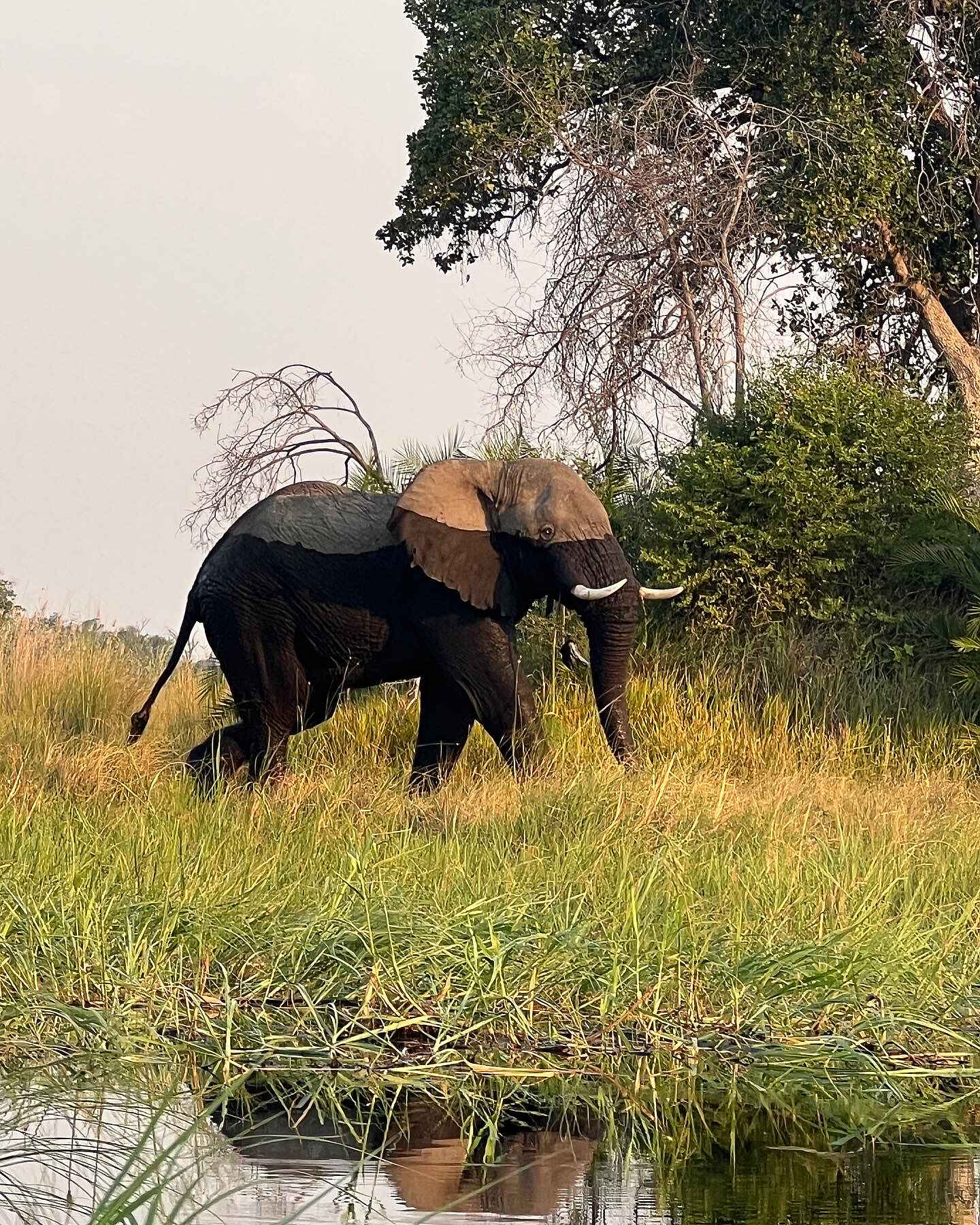 Setari Treehouse: Elefant Setari Treehouse: Elefant