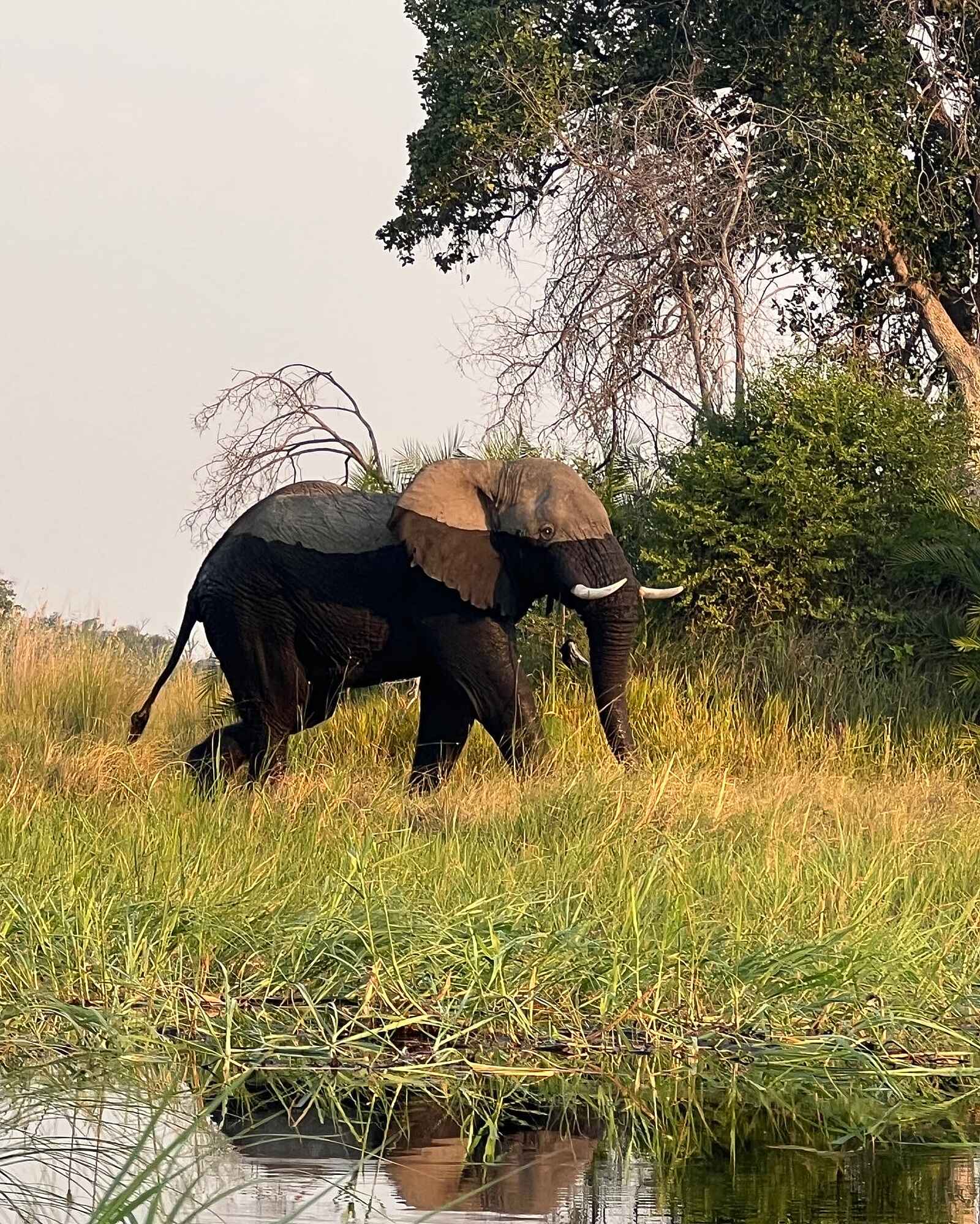 Setari Treehouse: Elefant Setari Treehouse: Elefant