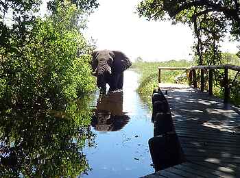 Shinde Footsteps: Elefant am Bootsanleger Shinde Footsteps: Elefant am Bootsanleger