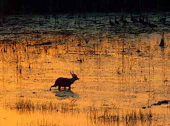 Sitatunga Private Island Camp: Abendstimmung im Delta
