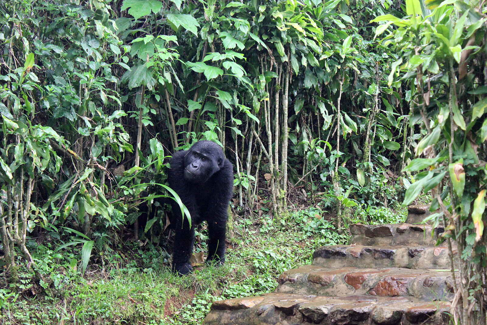 Volcanoes Bwindi Lodge: Ein Gorilla vor der Lodge Volcanoes Bwindi Lodge: Ein Gorilla vor der Lodge