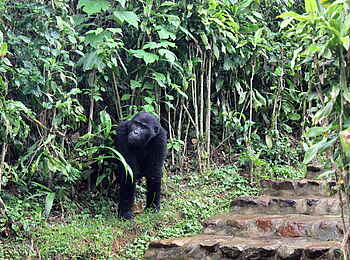 Volcanoes Bwindi Lodge: Ein Gorilla vor der Lodge