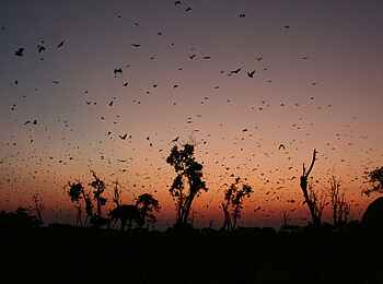 Wasa Lodge: Flughunde in der Dämmerung
