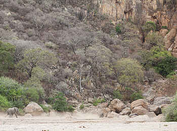 Wayo Manyara Green Camp: Elefant vor dem Escarpment