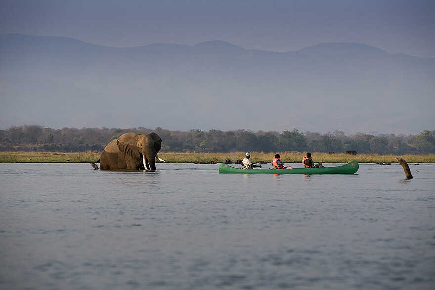 Zambezi Expeditions Camp: Ein Riese im Wasser Zambezi Expeditions Camp: Ein Riese im Wasser