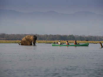 Zambezi Expeditions Camp: Ein Riese im Wasser Zambezi Expeditions Camp: Ein Riese im Wasser