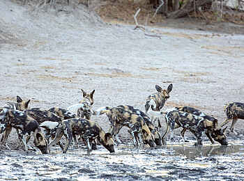 Kanga Expeditions: Wildhunde am Pfannenrand