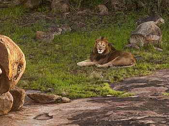 Legendary Mwiba Lodge: König der Tiere Legendary Mwiba Lodge: König der Tiere