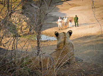 Lion Camp: Liegende Löwin