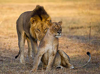 Lion Camp: Löwe und Löwin