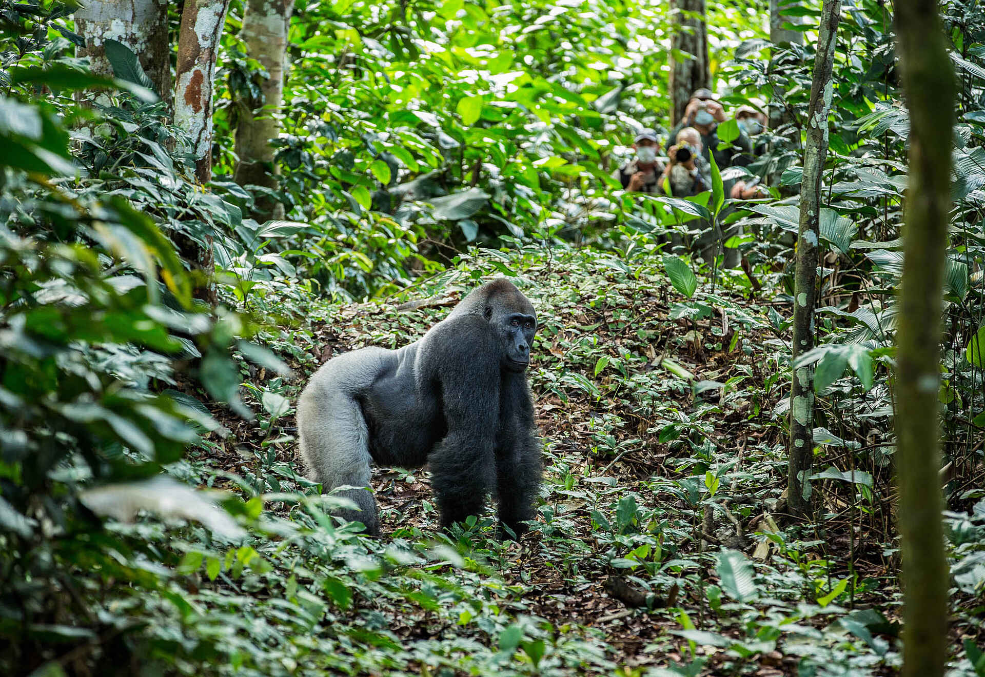 Congo Conservation Company, Ndzehi Forest, Ngaga Camp, Odzala Nationalpark, Aktivitäten, Gorilla Trekking, Primat, Tierwelt, Westlicher Flachlandgorilla, Wildnis, Afrikarma, Afrikarma Safaris, Afrikarma Safaris - Wildnis. Hautnah., Afrikarma.de