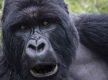 Singita Kwitonda Lodge: Direkter Blick Singita Kwitonda Lodge: Direkter Blick