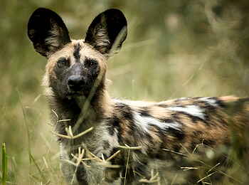 Singita Pamushana Lodge: Wildhunde