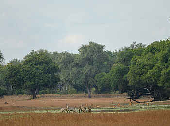 Big Lagoon Camp: Antilopen Big Lagoon Camp: Antilopen