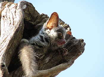 Changa Safari Camp: Ein Buschbaby Changa Safari Camp: Ein Buschbaby