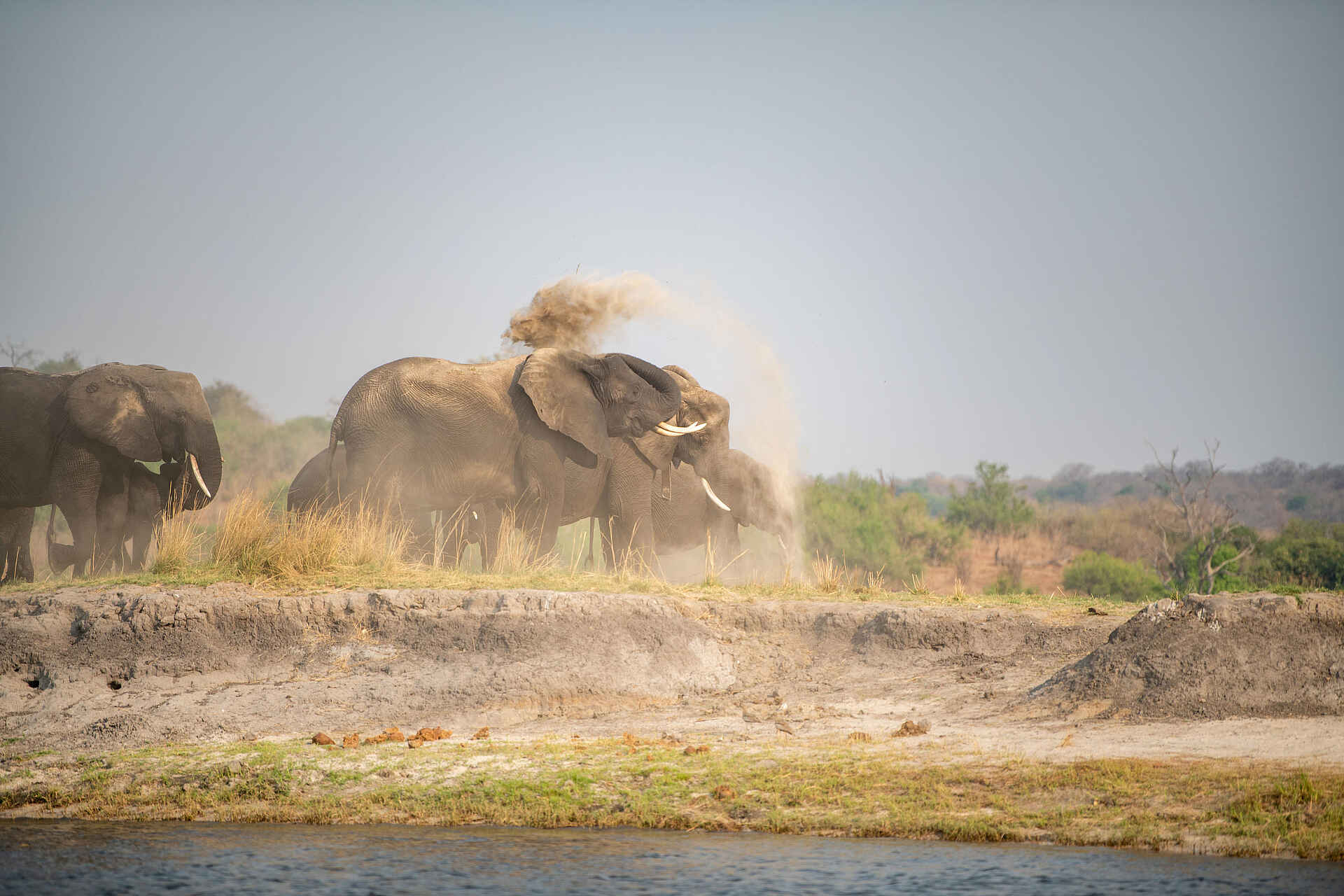 Chobe Water Villas: Elefanten am Fluss