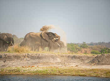 Chobe Water Villas: Elefanten am Fluss