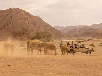 Hoanib Elephant Camp: Pirschfahrt zu den Wüstenelefanten Hoanib Elephant Camp: Pirschfahrt zu den Wüstenelefanten