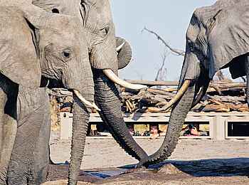 Elephant Pan Camp: Spannender Anblick Elephant Pan Camp: Spannender Anblick