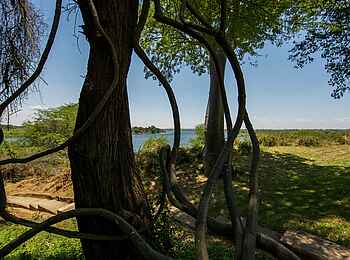 Kiambi Camp: Schatten Kiambi Camp: Schatten