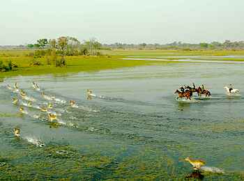 Kujwana Camp: Antilopen-Beobachtung im Wasser
