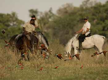Kujwana Camp: Rote Bienenfresser