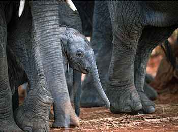 Laba Siwandu Camp: Baby Elefant