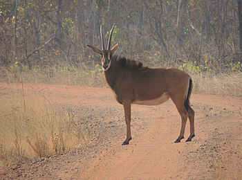 Leopard Lodge: Rappenantilope