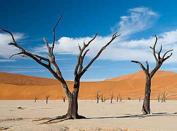 Little Kulala Lodge: Die berühmten Bäume der Deadvlei Little Kulala Lodge: Die berühmten Bäume der Deadvlei
