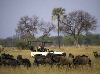 Little Makalolo Camp: Gnuherde Little Makalolo Camp: Gnuherde