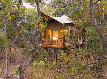 Mukambi Fig Tree Bush Camp: Die Gästezelte sind gut versteckt in den Bäumen aufgebaut