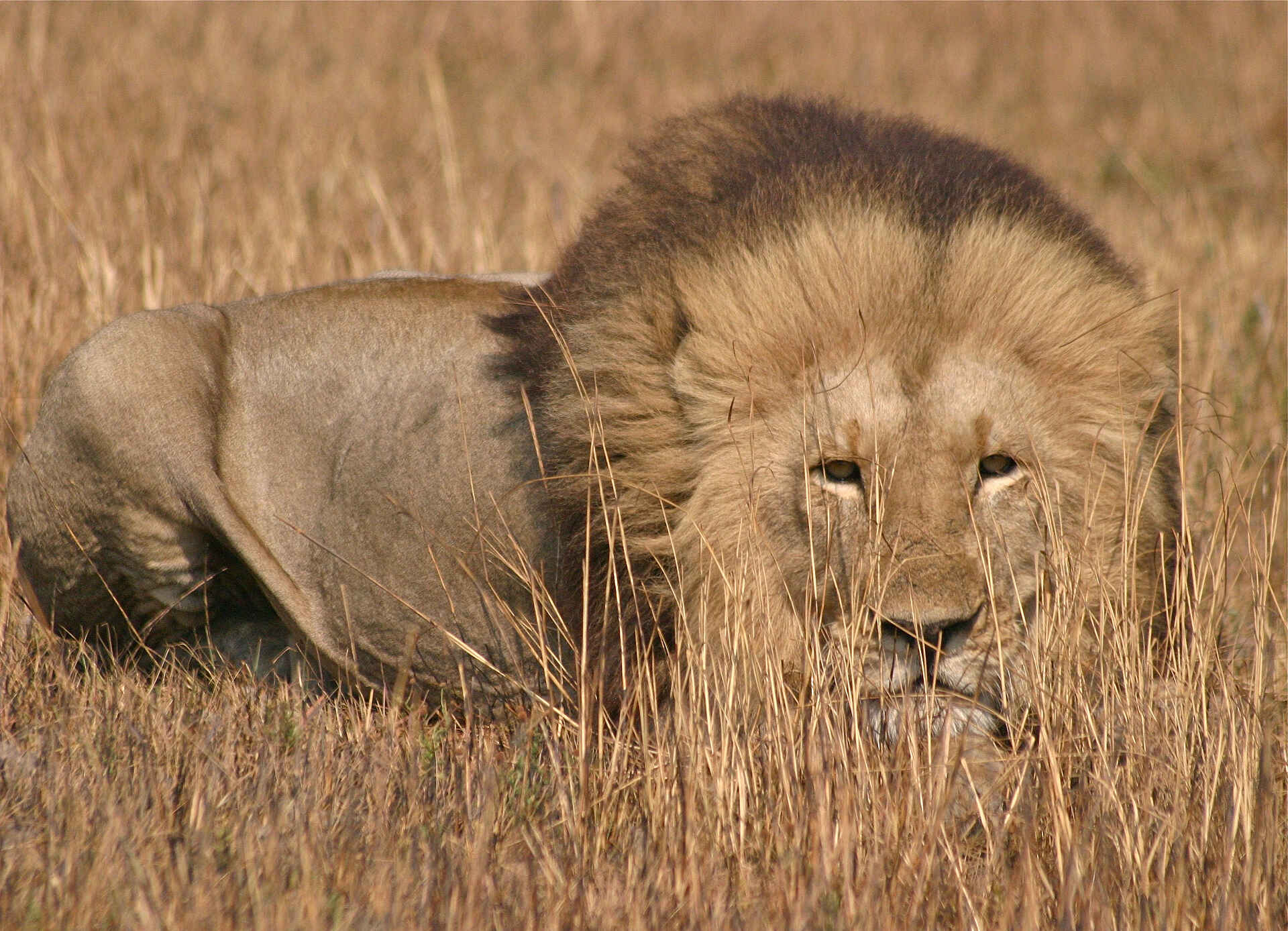 Mukambi Safari Lodge: Löwe