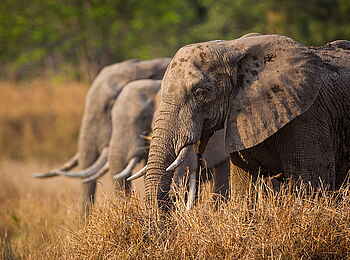 Norman Carr Safaris: Elefantenreihe