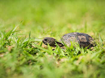North Island: Eine Baby Schildkröte