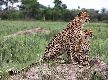 North Island Okavango Safari Camp: Gepard