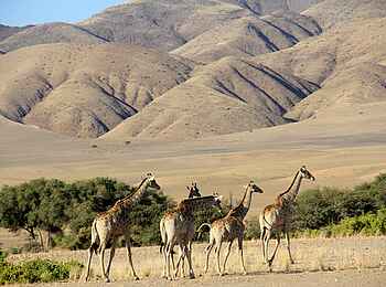 Okahirongo Elephant Lodge: Giraffen in der Wüste
