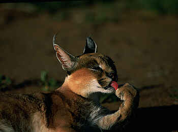 Okonjima Plains Camp: Katzenwäsche Okonjima Plains Camp: Katzenwäsche