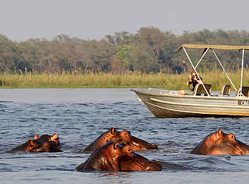 Old Mondoro Camp: Wachsame Nilpferde