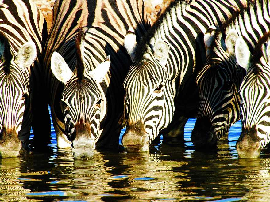 Ongava Lodge: Trinkende Zebras Ongava Lodge: Trinkende Zebras
