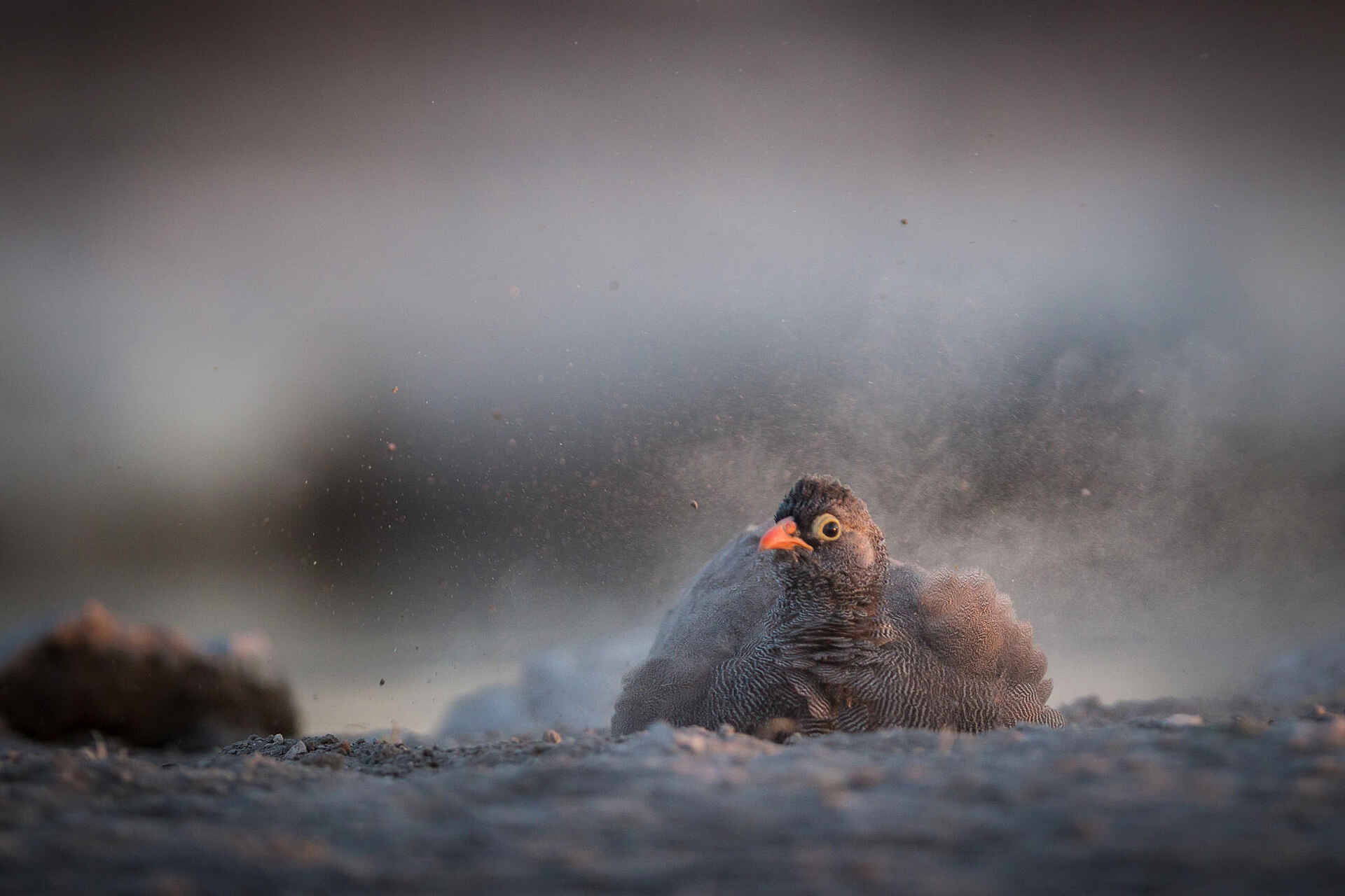 Onguma Tented Camp: Ein Vogel nimmt ein Staubbad