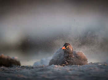 Onguma Tented Camp: Ein Vogel nimmt ein Staubbad