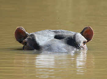 Robin Pope Safaris: Abgetauchtes Nilpferd