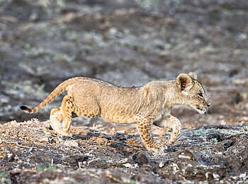 Robin Pope Safaris: Löwenbaby übt die Pirsch