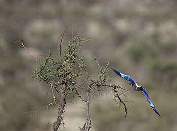 Sasaab Camp: Vogel im Anflug Sasaab Camp: Vogel im Anflug