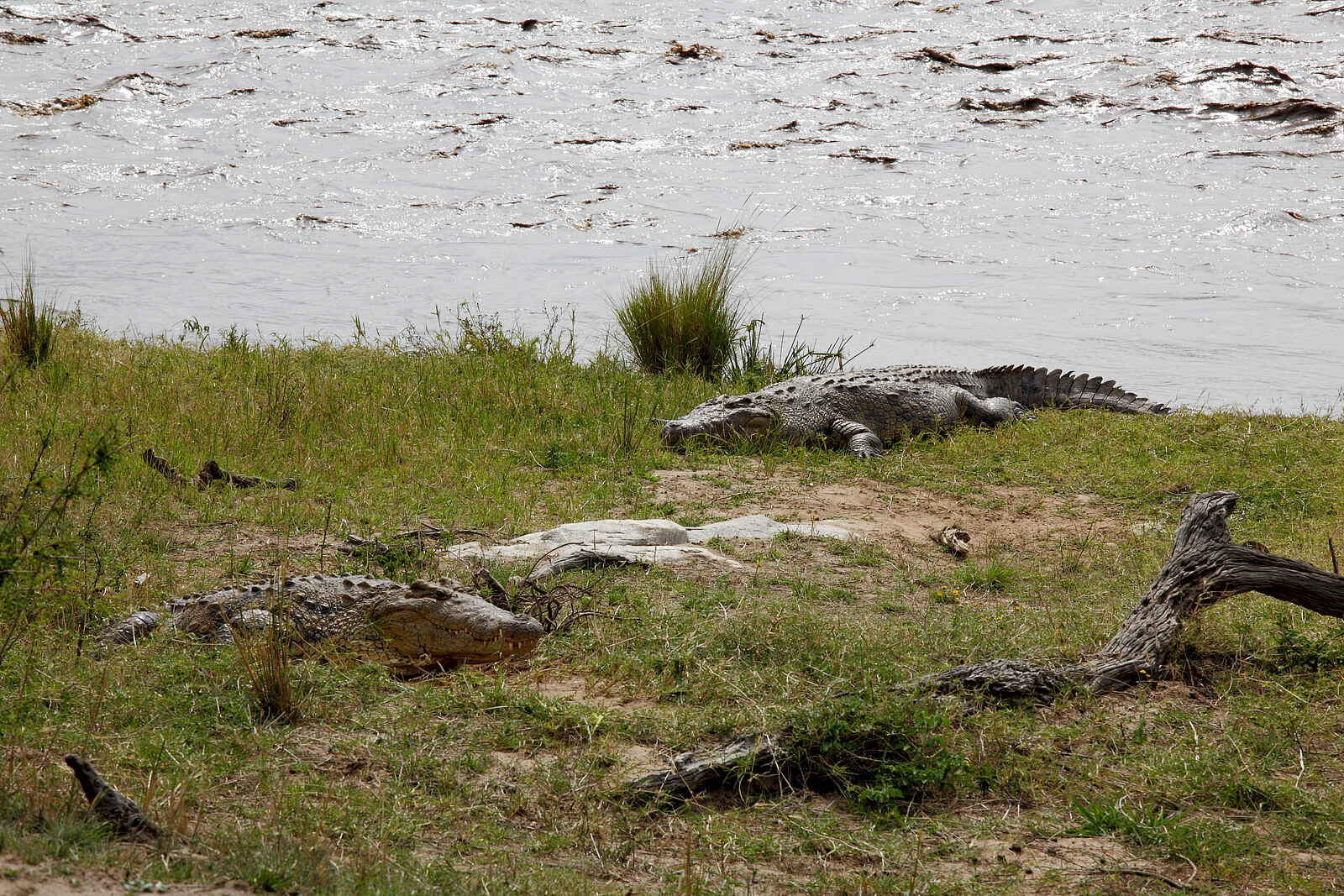 Serengeti Bushtops: Mara-Krokodile Serengeti Bushtops: Mara-Krokodile