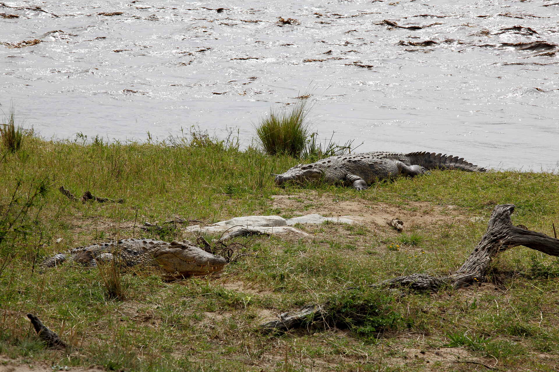 bushtops serengeti, safari tansania, serengeti bushtops, serengeti bushtops camp, serengeti bushtops photos, serengeti migration, tansania safari, tanzania safari, krokodil, krokodile, mara, tiere